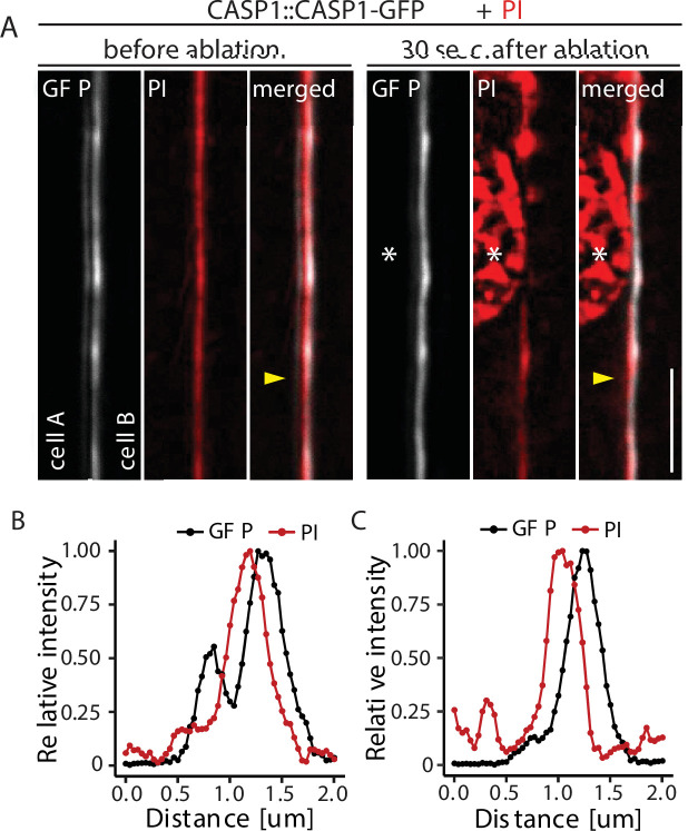 Figure 2—figure supplement 1.