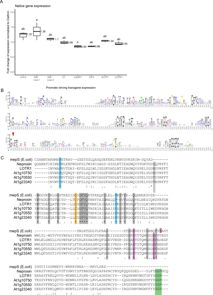 Figure 5—figure supplement 1.