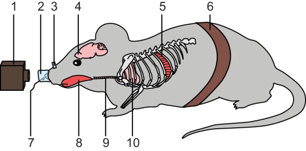 Fig. 1.