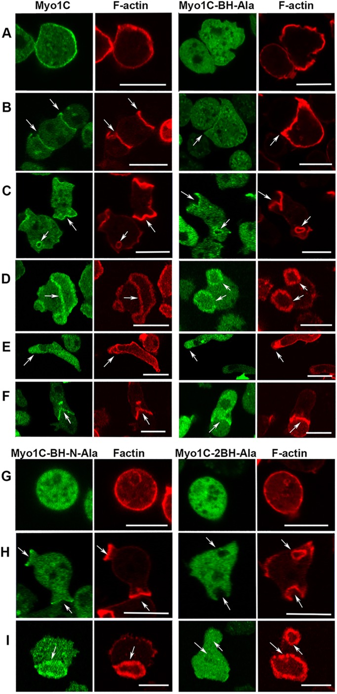 FIGURE 12: