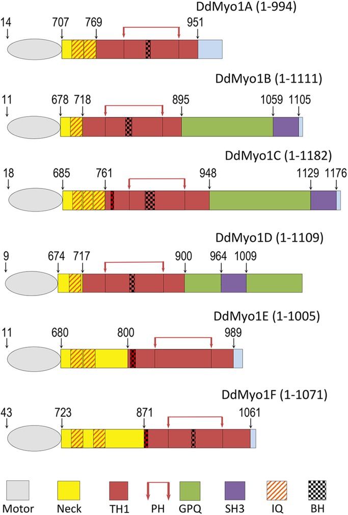 FIGURE 1: