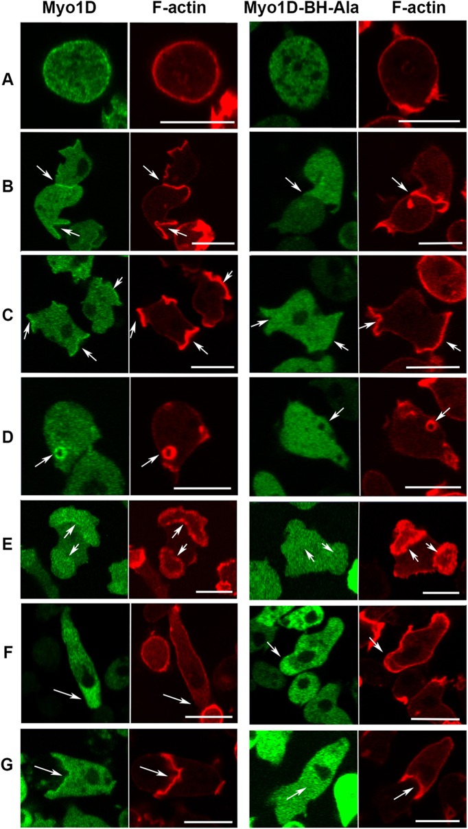 FIGURE 4: