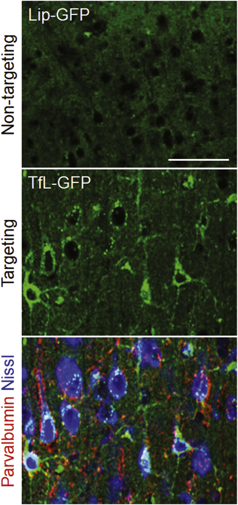 Figure 3