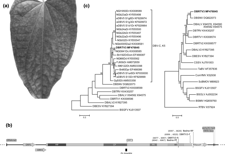 Fig. 1