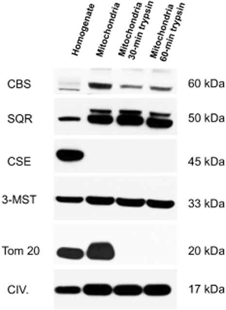 Figure 17