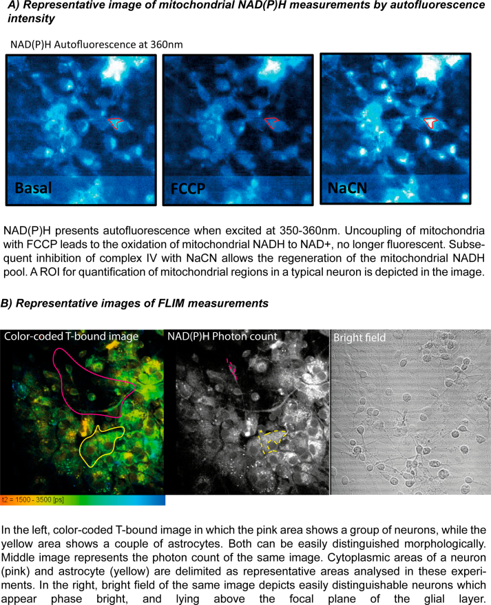 Supplementary Fig. 2