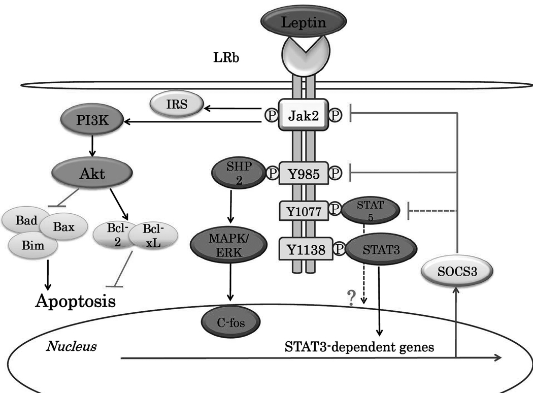 Figure 1*