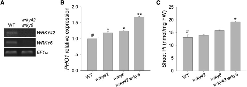 Figure 6.