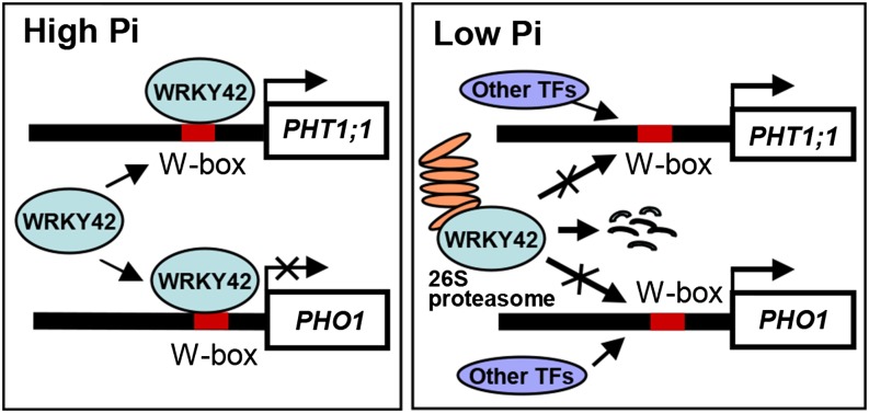 Figure 11.