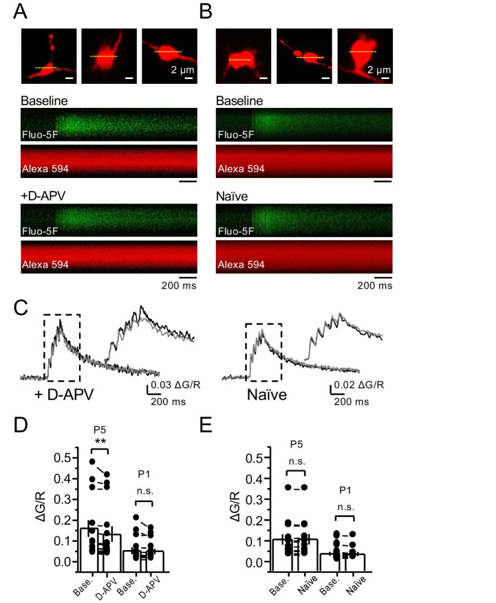 Figure 5—figure supplement 1.