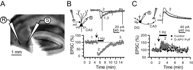 Figure 3—figure supplement 1.