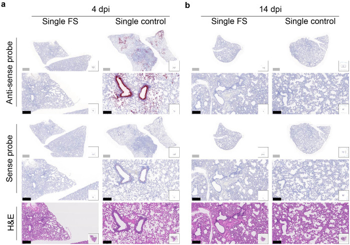 Figure 5