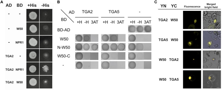 FIGURE 5