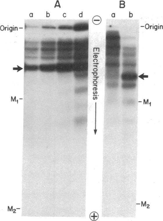 graphic file with name pnas00063-0077-b.jpg