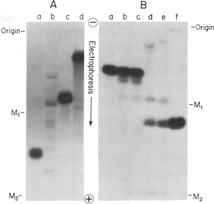 graphic file with name pnas00063-0077-a.jpg