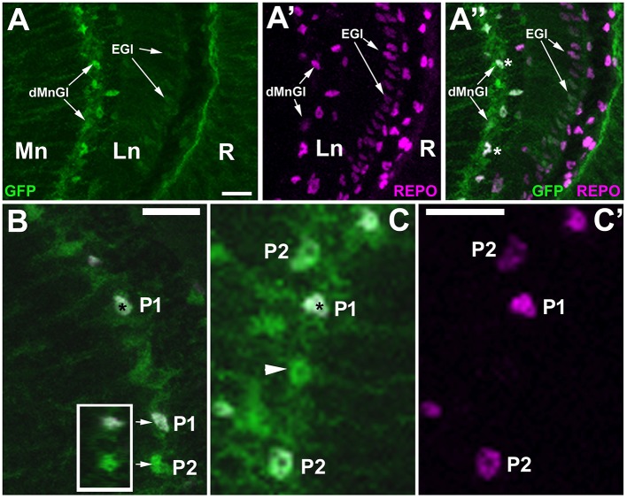 Figure 7