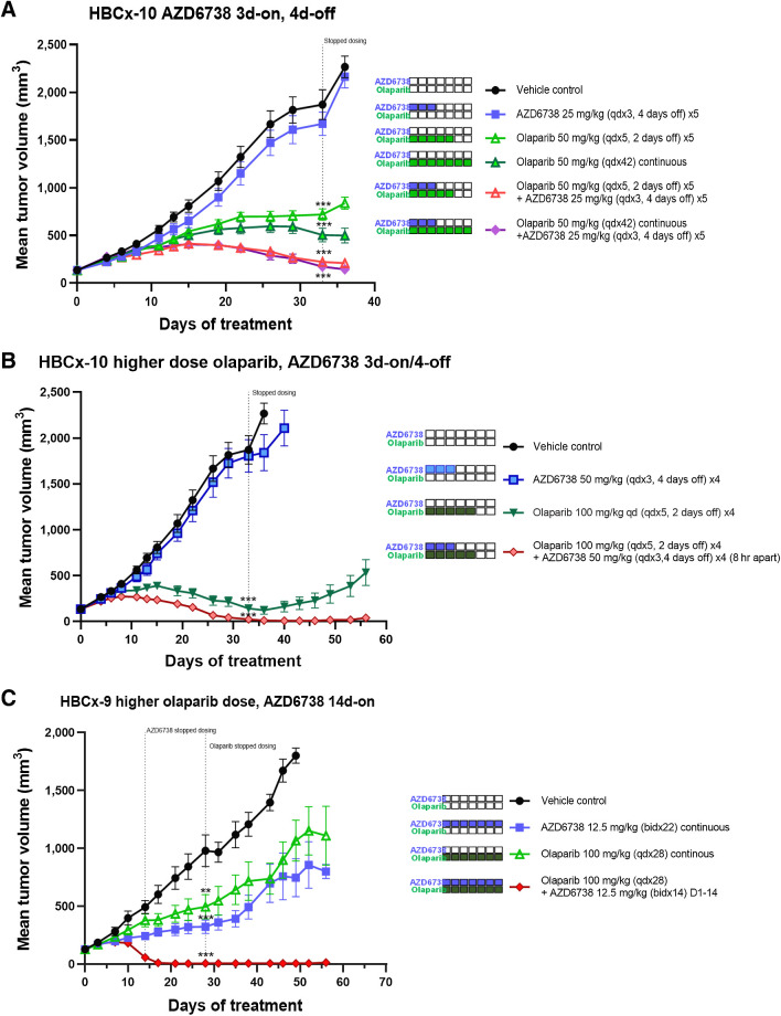 Figure 6. AZD6738 combination with the PARP inhibitor olaparib efficacy using alternative dose schedules. A, HBCx-10 BRCA-mutant TNBC PDX efficacy when AZD6738 is dosed 3 days-on/4 days-off in combination with low-dose olaparib either on a 5 days-on/2 days-off or continuous daily dosing backbone. B, HBCx-10 BRCA-mutant TNBC PDX when AZD6738 is dosed on 3 days-on/4 days-off in combination with high-dose olaparib on a 5 days-on/2 days-off schedule. C, HBCx-9 BRCA WT TNBC PDX model efficacy when low-dose AZD6738 is dosed twice daily in combination with high-dose olaparib on continuous daily schedule. Mean tumor volume ± SEM is shown. **, P ≤ 0.01; ***, P ≤ 0.001.