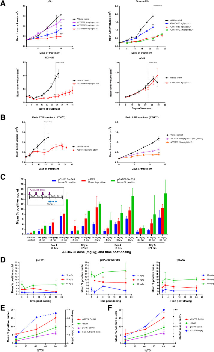 Figure 2. Antitumor in vivo efficacy of AZD6738 across multiple ATM-deficient cell line xenograft models. A and B, LoVo (MRE11A), Granta-519, NCI-H23, 549 (ATM-proficient control; A) and FaDu ATM knockout (B). AZD6738 was dosed at the indicated duration and doses either once daily (qd) or twice daily (bid). Mean tumor volume ± SEM is shown. C, LoVo xenograft IHC pharmacodynamics for CHK1 Ser345, γH2AX, and pRAD50 Ser645 biomarkers. AZD6738 was dosed at the indicated doses once daily for 3 to 4 days and tumor harvested at time 0 (day 4, before the 4th dose) or 2, 8, or 24 hours after fourth daily dose. Mean percentage of positive staining nuclei plus SD is shown. D, Change in expression for each biomarker. E, Free plasma AUC versus %TGI for each biomarker at 8 hours. F, AZD6738 dose versus %TGI for each biomarker at 8 hours. ns, nonsignificant; **, P ≤ 0.01; ***, P ≤ 0.001.