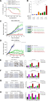 Figure 5. AZD6738 combination with the PARP inhibitor olaparib. A, AZD6738 potentiates the activity of olaparib and shows synergistic growth inhibition of BRCA1-mutant (Δ11q) UWB1.289 cells preferentially over UWB1.289+BRCA1–complemented cells. Representative growth inhibition plots are shown. B, Metaphase spreads for AZD6738 and olaparib combination shows a synergistic increase in chromosomal aberrations in UWB1.289 compared with UWB1.289+BRCA1–complemented cells. C and D, In vivo efficacy of olaparib in combination with AZD6738 in TNBC PDX models using 50 mg/kg once daily olaparib plus 25 mg/kg AZD6738 on 5 days-on/2 days-off weekly schedule (×6) in HBCx-9 BRCA WT (C) or HBCx-10 BRCA2-mutant model (D). Mean tumor volume ± SEM is shown. Olaparib and AZD6738 combination pharmacodynamics by IHC in HBCx-9 WT and HBCx-10 BRCA2-mutant models. E–H, Representative images at 6 hours post last dose (left) and quantification (% positive cells; right) for γH2AX in HBCx-9 (E) or HBCx-10 (F), and pRAD50 pSer635 in HBCx-9 (G) or HBCx-10 (H) models. Scale bars, 100 μm. *, P ≤ 0.05; **, P ≤ 0.01; ***, P ≤ 0.001; ****, P ≤ 0.0001.