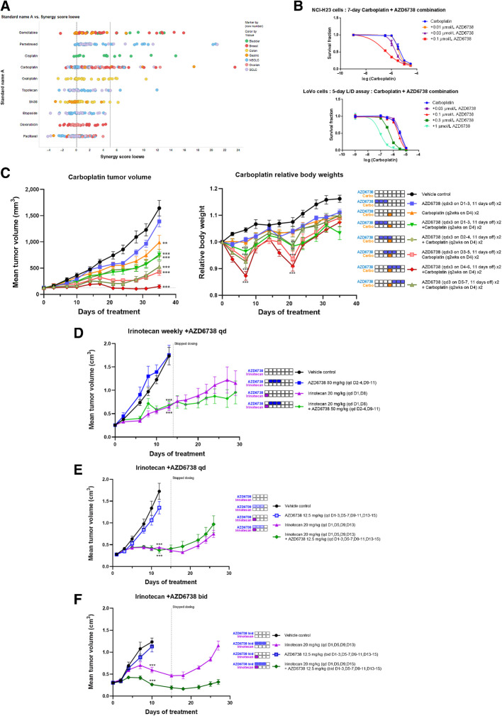 Figure 4. AZD6738 in combination with DNA-damaging chemotherapy. A, Dot plots of in vitro cell line screen with AZD6738 in combination with the indicated DNA damaging chemotherapies. Combination synergy scores (Loewe) were calculated for each cell line and combination where values greater than 5 are considered overall synergistic and values between 1 and 5 overall additive. Each cell line is labeled by a dot. B, Representative example of carboplatin GI50 curve shifts by fixed concentration of AZD6738 in NCI-H23 and LoVo cells in vitro. Efficacy in vivo for carboplatin in combination with AZD6738 in human breast cancer PDX model HBCx-9 at the indicated doses and schedules. C, Antitumor combination efficacy and relative body weight losses are dependent on sequence of AZD6738 administration relative to carboplatin. Dosing on days after carboplatin is required for efficacy. Mean tumor volume ± SEM is shown. Body weight loss for combination with carboplatin is also dependent on sequence of administration, with animals with dosing on days after carboplatin experiencing more, but recoverable body weight losses. Mean body weights at time of treatment relative to starting weights are shown. Statistical differences were assessed on day 7 and day 21 nadir's only. D–F, Efficacy in vivo for irinotecan in combination with AZD6738 in human colorectal cell line xenograft Colo205 using AZD6738 (D) was dosed after irinotecan, low-dose AZD6738 was dosed once daily concurrently with irinotecan (E), or low-dose AZD6738 (F) was dosed twice daily concurrently after twice weekly irinotecan. Mean tumor volume ± SEM is shown. **, P ≤ 0.01; ***, P ≤ 0.001.