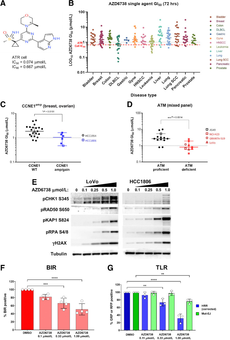 Figure 1. In vitro activity of AZD6738 (ceralasertib). A, Chemical structure of AZD6738. B, Scatter plots of the GI50 values for all cell lines. Selected cell lines grouped by C and D, CCNE1 amplification (C) or ATM signaling status classification (D). Each cell line is labeled by a dot and the median GI50 ± 95% CI. E, Western blot of CHK1 pSer345, ATM signaling (RAD50 pSer635, KAP1 pSer824), replication stress (RPA pSer4/8), and γH2AX 24 hours after AZD6738 treatment at the indicated concentrations of AZD6738 in LoVo (MRE11Adel) and HCC1806 (CCNE1amp) cell line. F, AZD6738 inhibition of BIR in A549-BIR assay reporter cells. G, AZD6738 inhibition of HRR but not mutagenic end-joining (mut-EJ) repair in 293T-TLR assay reporter cells. **, P ≤ 0.01; ***, P ≤ 0.001; ****, P ≤ 0.0001.