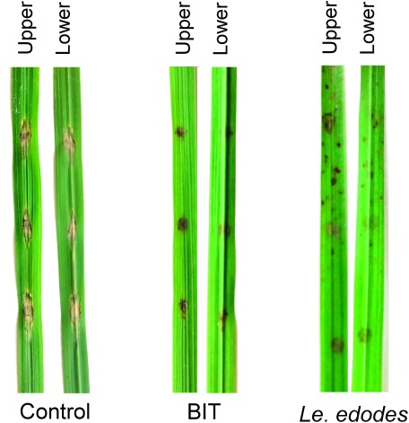 Fig. 1. Effect of treatment with water extracts of spent mushroom substrates of Lentinula edodes on the development of lesions caused by infection with rice blast fungus. The rice leaves treated with BIT were used as the positive control.