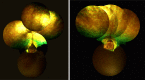 Fig 5