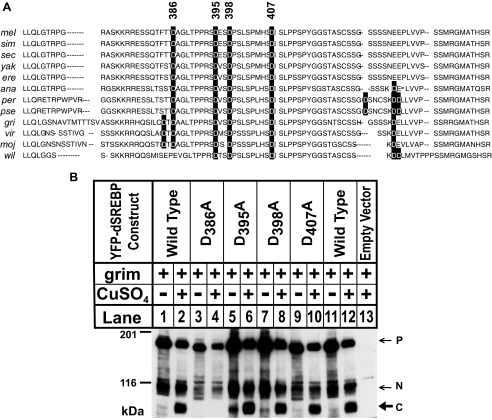 FIGURE 4.