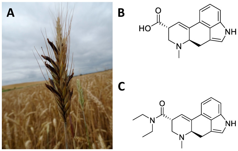 Figure 15