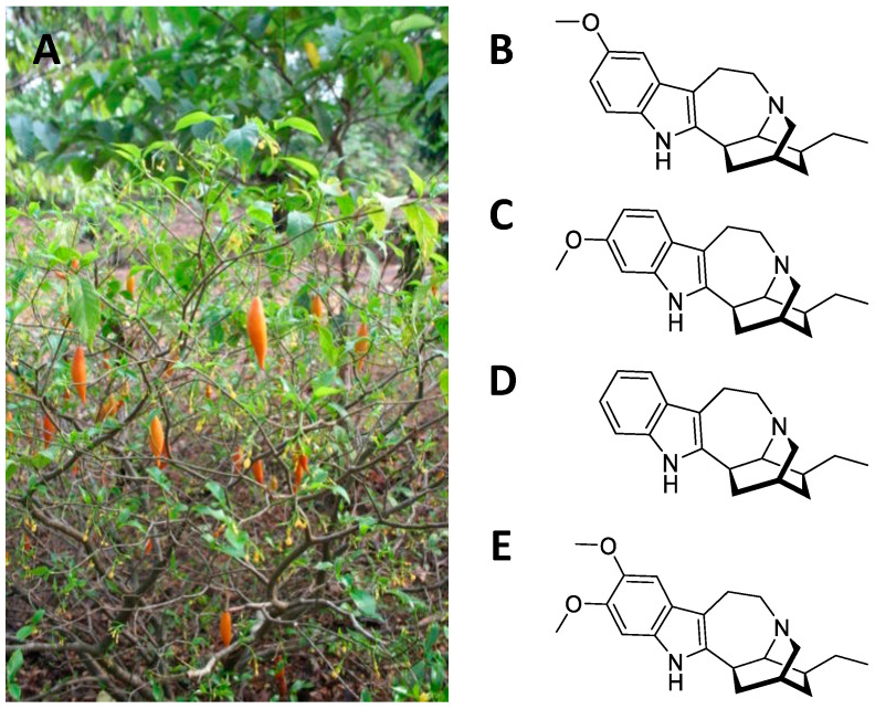 Figure 2