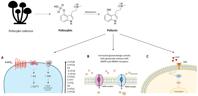 Figure 12