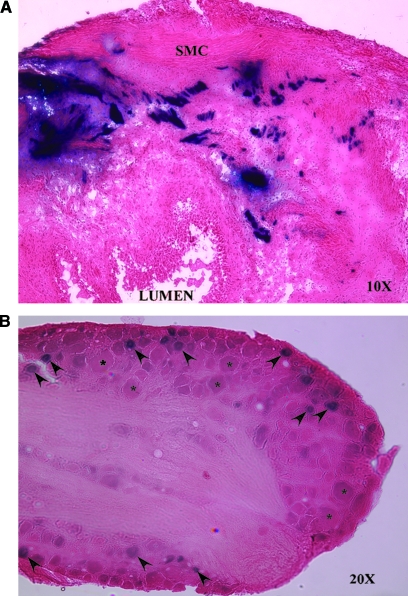 FIG. 1.