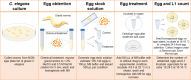 Image, graphical abstract