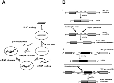 Fig. (3)