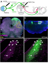 FIGURE 3