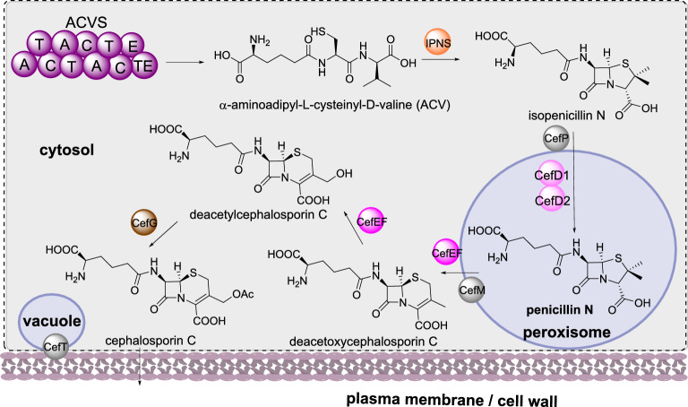 Scheme 14