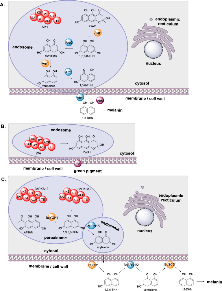 Scheme 3