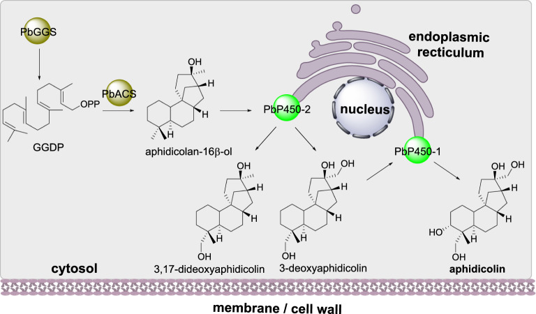 Scheme 11