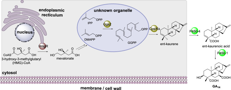 Scheme 9