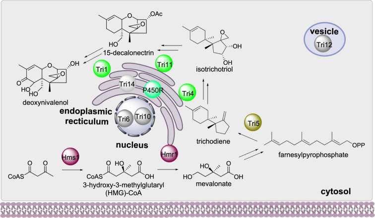 Scheme 8