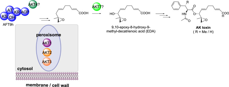 Scheme 6