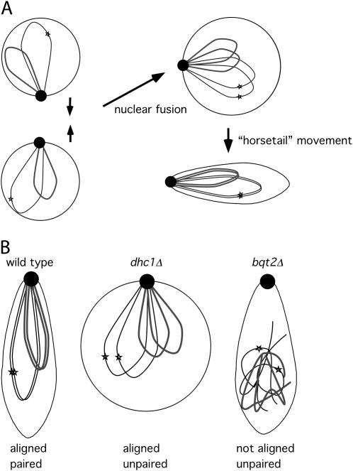 Figure 2.—