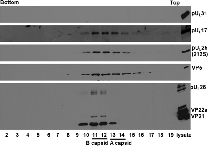 FIG 2