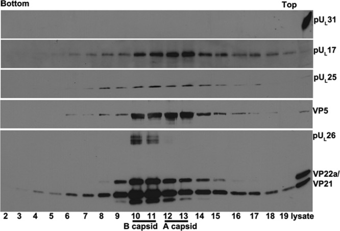 FIG 3