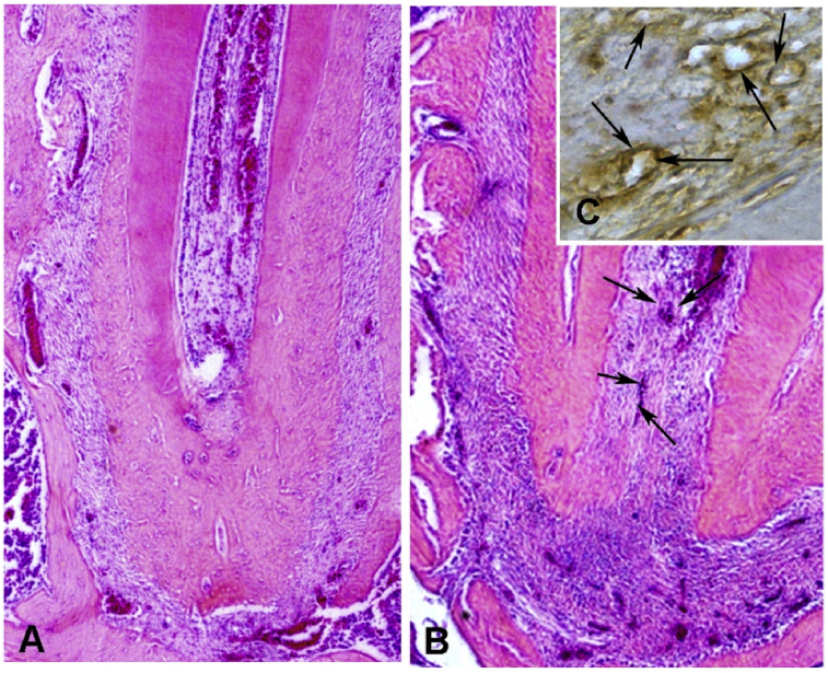 Fig. 8