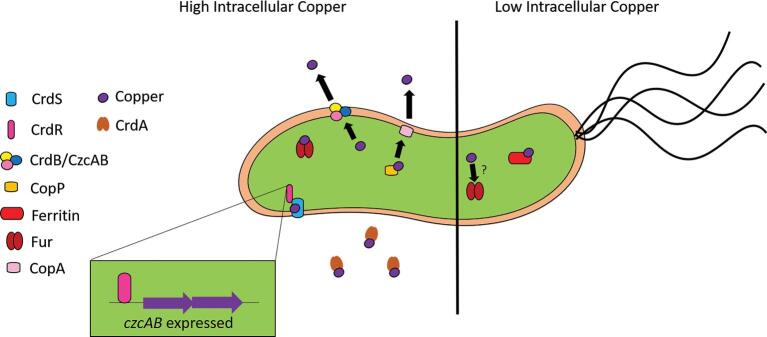 Fig. 3