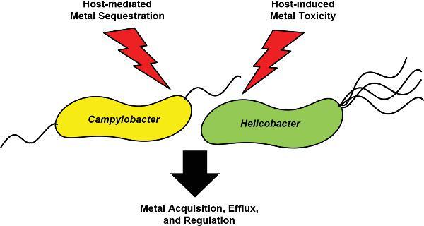 Graphical Abstract