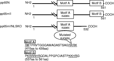 FIG. 1.