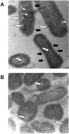 Fig. (3)
