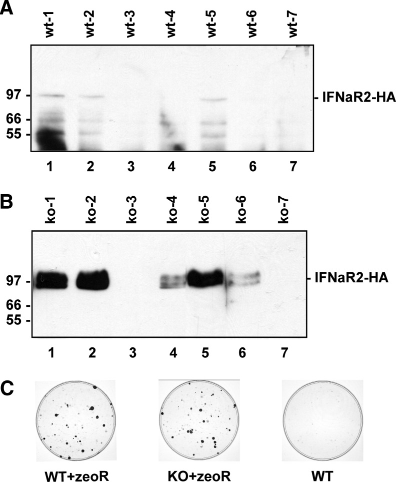 FIG. 6.